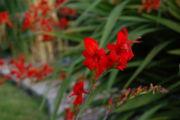here is a red flower